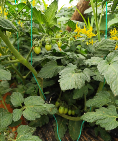 家里阳光不足怎么养花，选对植物种类，掌握养护技巧