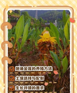 家里阳光不足怎么养花，选对植物种类，掌握养护技巧