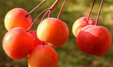 家里阳光不足怎么养花，选对植物种类，掌握养护技巧