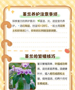家里阳光不足怎么养花，选对植物种类，掌握养护技巧
