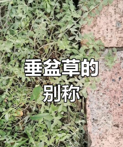 家里阳光不足怎么养花，选对植物种类，掌握养护技巧