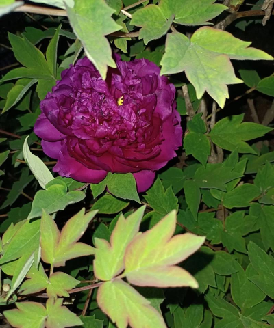 家里阳光不足怎么养花，选对植物种类，掌握养护技巧