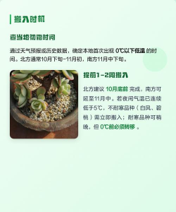 家里阳光不足怎么养花，选对植物种类，掌握养护技巧