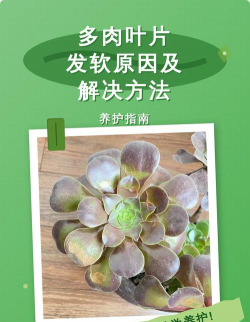 家里阳光不足怎么养花，选对植物种类，掌握养护技巧