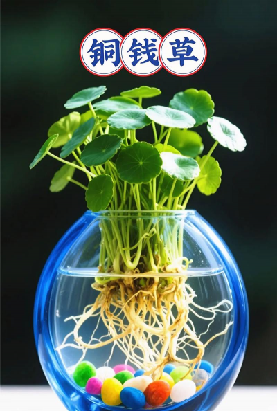 家里阳光不足怎么养花，选对植物种类，掌握养护技巧