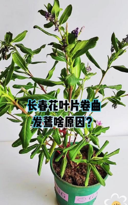 家里阳光不足怎么养花，选对植物种类，掌握养护技巧