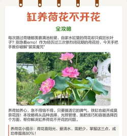 家里阳光不足怎么养花，选对植物种类，掌握养护技巧