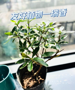 家里阳光不足怎么养花，选对植物种类，掌握养护技巧