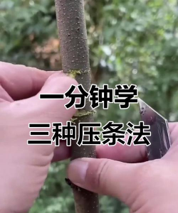 家里阳光不足怎么养花，选对植物种类，掌握养护技巧