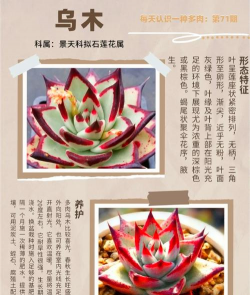 家里阳光不足怎么养花，选对植物种类，掌握养护技巧