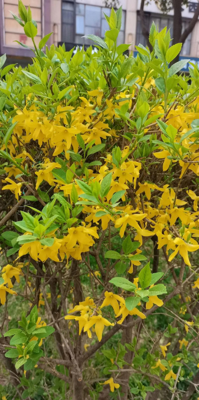 家里阳光不足怎么养花，选对植物种类，掌握养护技巧