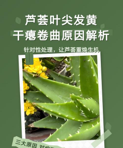 家里阳光不足怎么养花，选对植物种类，掌握养护技巧