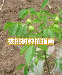 家里阳光不足怎么养花，选对植物种类，掌握养护技巧