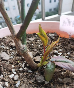 家里阳光不足怎么养花，选对植物种类，掌握养护技巧