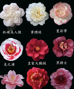 小众送妈妈的花有哪些花