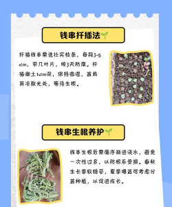 家里阳光不足怎么养花，选对植物种类，掌握养护技巧