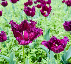 家里阳光不足怎么养花，选对植物种类，掌握养护技巧