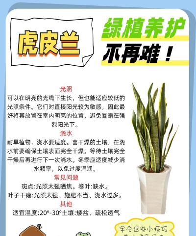 家里阳光不足怎么养花，选对植物种类，掌握养护技巧