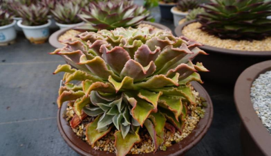 家里阳光不足怎么养花，选对植物种类，掌握养护技巧