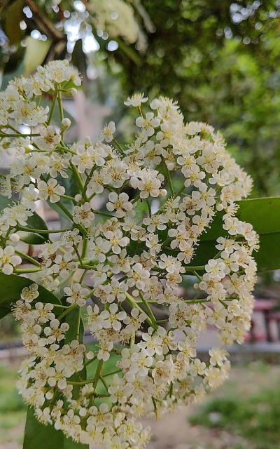 小众送妈妈的花有哪些花