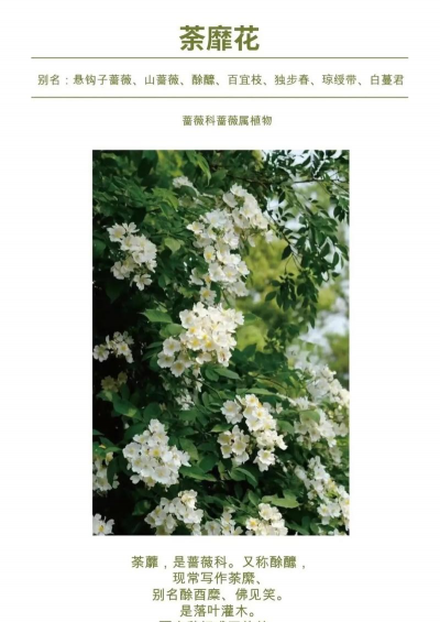 荼靡什么时候开花 荼靡什么时候开花