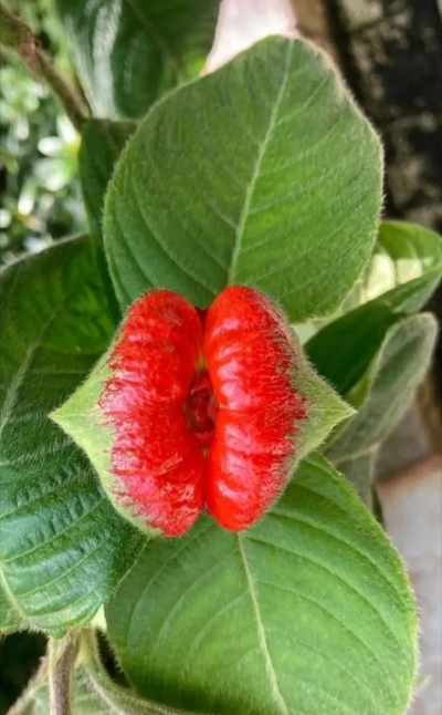 家里阳光不足怎么养花，选对植物种类，掌握养护技巧