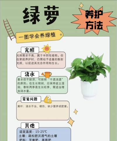 家里阳光不足怎么养花，选对植物种类，掌握养护技巧