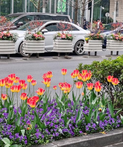 家里阳光不足怎么养花，选对植物种类，掌握养护技巧
