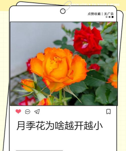 家里阳光不足怎么养花，选对植物种类，掌握养护技巧