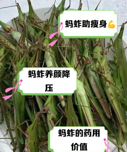 家里阳光不足怎么养花，选对植物种类，掌握养护技巧