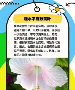 家里阳光不足怎么养花，选对植物种类，掌握养护技巧
