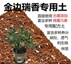 家里阳光不足怎么养花，选对植物种类，掌握养护技巧
