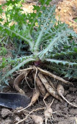 家里阳光不足怎么养花，选对植物种类，掌握养护技巧