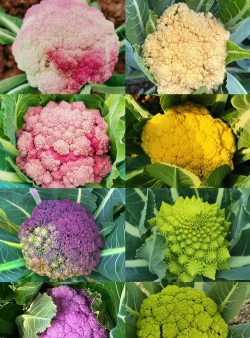 家里阳光不足怎么养花，选对植物种类，掌握养护技巧