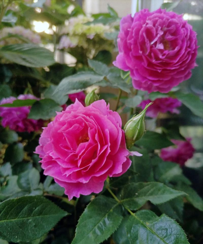 家里阳光不足怎么养花，选对植物种类，掌握养护技巧