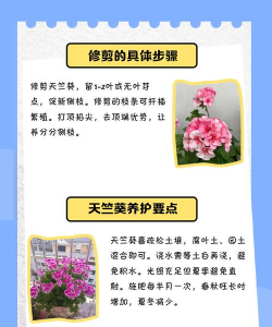 家里阳光不足怎么养花，选对植物种类，掌握养护技巧