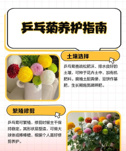 家里阳光不足怎么养花，选对植物种类，掌握养护技巧