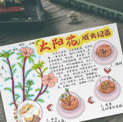 家里阳光不足怎么养花，选对植物种类，掌握养护技巧