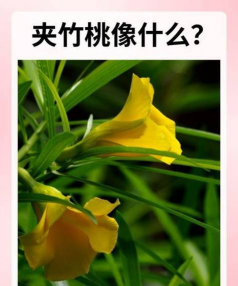 家里阳光不足怎么养花，选对植物种类，掌握养护技巧