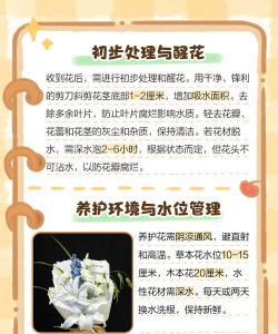 家里阳光不足怎么养花，选对植物种类，掌握养护技巧