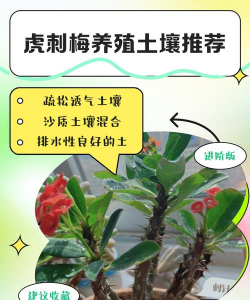 家里阳光不足怎么养花，选对植物种类，掌握养护技巧
