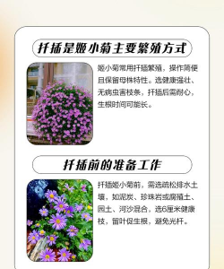 家里阳光不足怎么养花，选对植物种类，掌握养护技巧