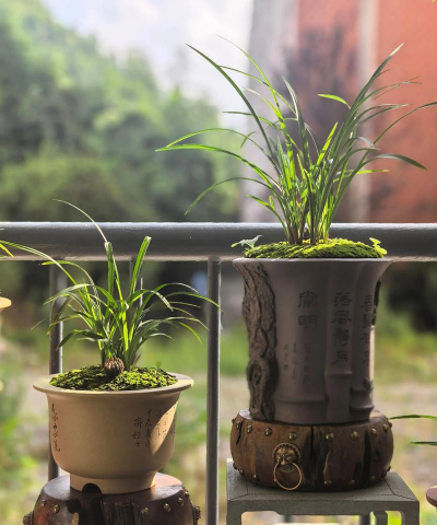 家里阳光不足怎么养花，选对植物种类，掌握养护技巧