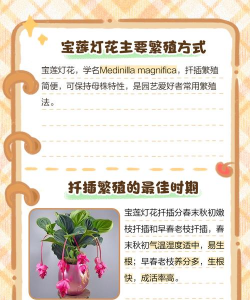 家里阳光不足怎么养花，选对植物种类，掌握养护技巧