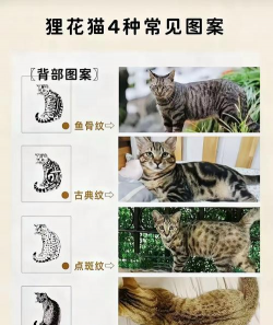 家里阳光不足怎么养花，选对植物种类，掌握养护技巧