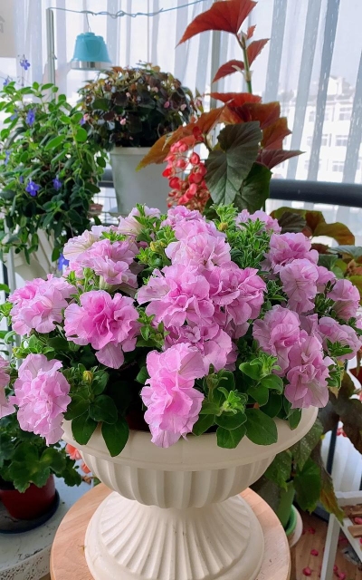 家里阳光不足怎么养花，选对植物种类，掌握养护技巧