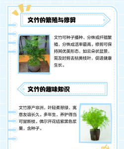 家里阳光不足怎么养花，选对植物种类，掌握养护技巧