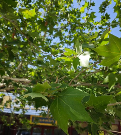 家里阳光不足怎么养花，选对植物种类，掌握养护技巧