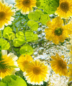 家里阳光不足怎么养花，选对植物种类，掌握养护技巧