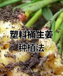 家里阳光不足怎么养花，选对植物种类，掌握养护技巧